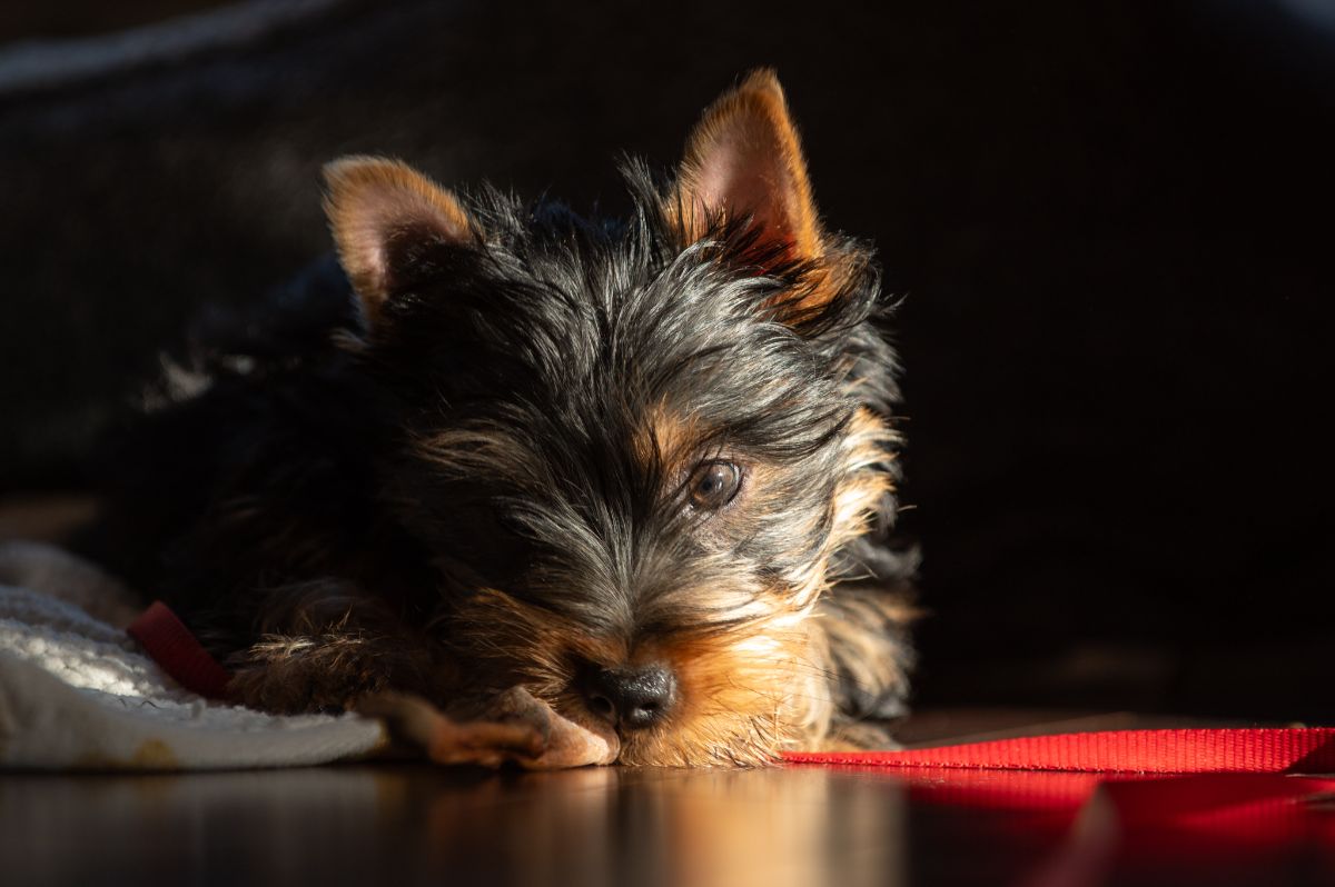 Pet Photography